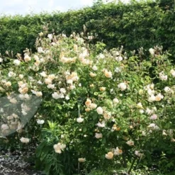 Rosa 'Buff Beauty' 9 Rosa 'Buff Beauty' -Cheap Tree Sprigs Store pl0000002335 card4 lg