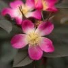 Rosa Glauca Pourr. 1 Rosa Glauca Pourr. -Cheap Tree Sprigs Store pl0000002337