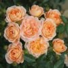 Rosa Sweet Dream ('Fryminicot') -Cheap Tree Sprigs Store pl0000002418