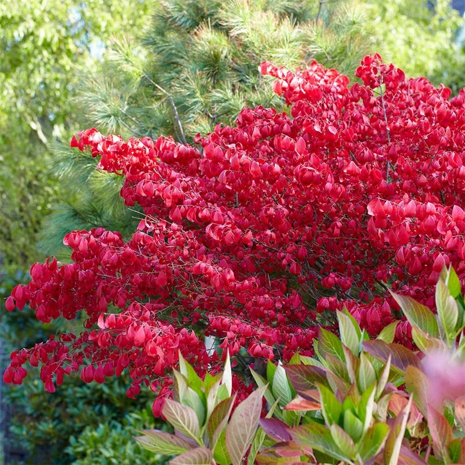 Euonymus Alatus 3 Euonymus Alatus
