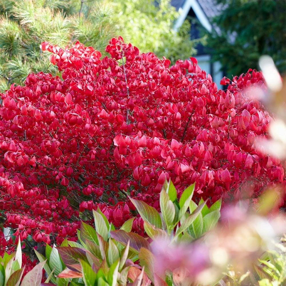 Euonymus Alatus 4 Euonymus Alatus - Image 2