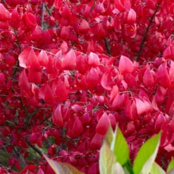 Euonymus Alatus 8 Euonymus Alatus -Cheap Tree Sprigs Store pl0000003811 card3 lg