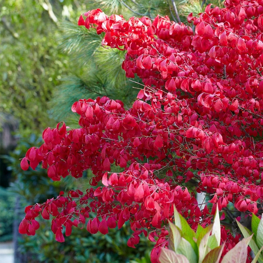 Euonymus Alatus 6 Euonymus Alatus - Image 4