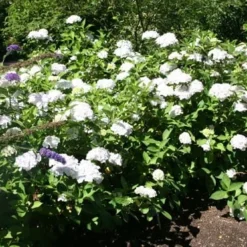 Hydrangea Macrophylla 'Madame Emile Mouillère' 5 Hydrangea Macrophylla 'Madame Emile Mouillère' -Cheap Tree Sprigs Store pl0000003982 card2 lg