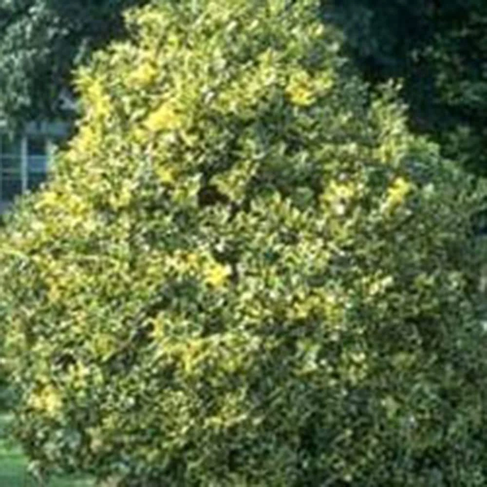 Ilex × Altaclerensis 'Golden King' 4 Ilex × Altaclerensis 'Golden King' - Image 2