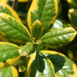 Ilex × Altaclerensis 'Golden King' 7 Ilex × Altaclerensis 'Golden King' -Cheap Tree Sprigs Store pl0000004029 card3 lg