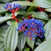 Viburnum Davidii -Cheap Tree Sprigs Store pl0000008067