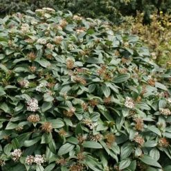 Viburnum Davidii 7 Viburnum Davidii -Cheap Tree Sprigs Store pl0000008067 card2 lg