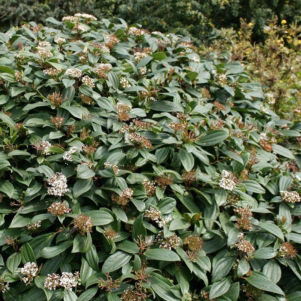 Viburnum Davidii 4 Viburnum Davidii - Image 2