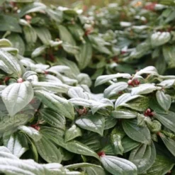 Viburnum Davidii 9 Viburnum Davidii -Cheap Tree Sprigs Store pl0000008067 card4 lg