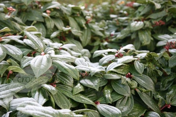 Viburnum Davidii 6 Viburnum Davidii - Image 4