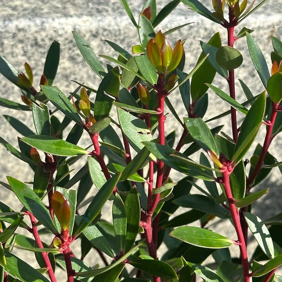 Drimys Lanceolata 3 Drimys Lanceolata