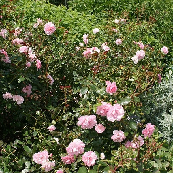 Rosa Bonica ('Meidomonac') (PBR) 4 Rosa Bonica ('Meidomonac') (PBR) - Image 2