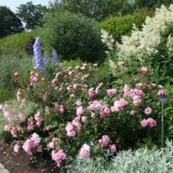 Rosa Bonica ('Meidomonac') (PBR) 10 Rosa Bonica ('Meidomonac') (PBR) -Cheap Tree Sprigs Store pl0000077825 card4 lg