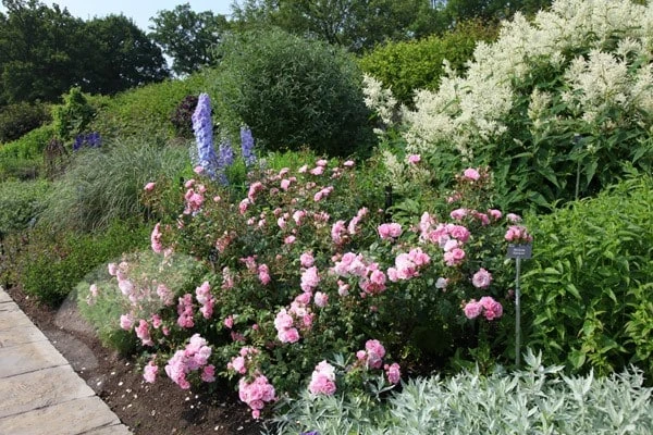 Rosa Bonica ('Meidomonac') (PBR) 6 Rosa Bonica ('Meidomonac') (PBR) - Image 4