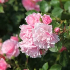 Rosa Bonica ('Meidomonac') (PBR) 11 Rosa Bonica ('Meidomonac') (PBR) -Cheap Tree Sprigs Store pl0000077825 card5 lg