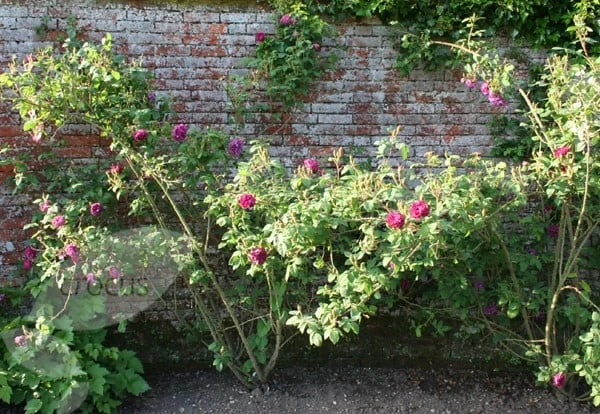 Rosa 'William Lobb' 4 Rosa 'William Lobb' - Image 2