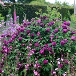 Rosa 'Cardinal De Richelieu' 9 Rosa 'Cardinal De Richelieu' -Cheap Tree Sprigs Store pl0000077832 card2 lg