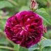 Rosa 'Charles De Mills' 2 Rosa 'Charles De Mills' -Cheap Tree Sprigs Store pl0000077835