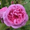 Rosa 'Louise Odier' 2 Rosa 'Louise Odier' -Cheap Tree Sprigs Store pl0000077899