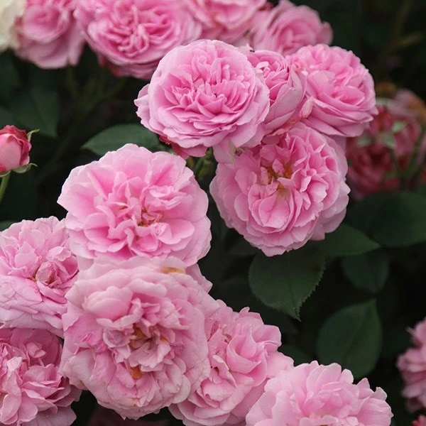 Rosa 'Louise Odier' 4 Rosa 'Louise Odier' - Image 2