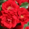 Rosa Ruby Anniversary ('Harbonny') (PBR) -Cheap Tree Sprigs Store pl0000077948