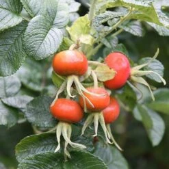 Rosa Rugosa 'Rubra' -Cheap Tree Sprigs Store pl0000077954 card3 lg