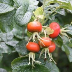 Rosa Rugosa 'Rubra' -Cheap Tree Sprigs Store pl0000077954 card4 lg