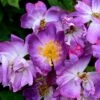 Rosa 'Veilchenblau' -Cheap Tree Sprigs Store pl0000077991