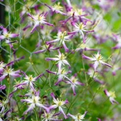 Cheap Tree Sprigs Store -Cheap Tree Sprigs Store pl1000000212 card2 lg