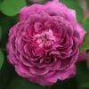 Rosa 'Reine Des Violettes' 1 Rosa 'Reine Des Violettes' -Cheap Tree Sprigs Store pl1000001991