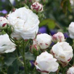 Rosa 'Boule De Neige'