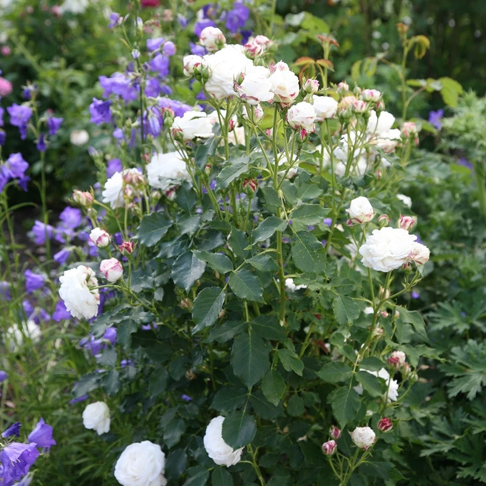 Rosa 'Boule De Neige' 4 Rosa 'Boule De Neige' - Image 2