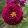 Rosa 'Tuscany Superb' 1 Rosa 'Tuscany Superb' -Cheap Tree Sprigs Store pl2000004709