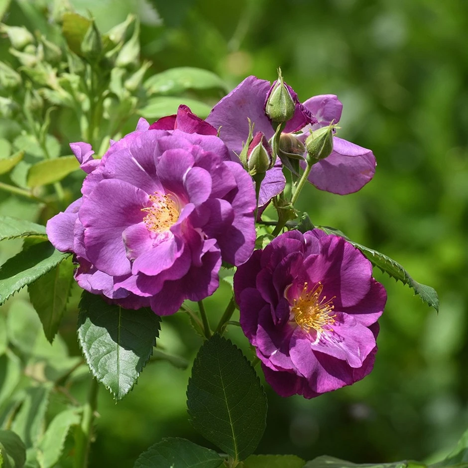 Rosa Rhapsody In Blue ('Frantasia') (PBR) 3 Rosa Rhapsody In Blue ('Frantasia') (PBR)