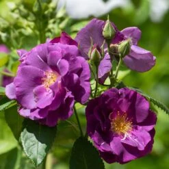 Rosa Rhapsody In Blue ('Frantasia') (PBR) 8 Rosa Rhapsody In Blue ('Frantasia') (PBR) -Cheap Tree Sprigs Store pl2000005376 card3 lg