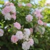Rosa 'Paul's Himalayan Musk' 2 Rosa 'Paul's Himalayan Musk' -Cheap Tree Sprigs Store pl2000005398