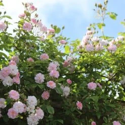 Rosa 'Paul's Himalayan Musk' -Cheap Tree Sprigs Store pl2000005398 card2 lg