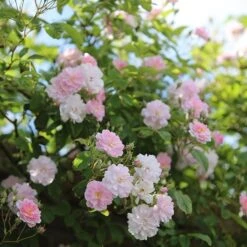 Rosa 'Paul's Himalayan Musk' -Cheap Tree Sprigs Store pl2000005398 card4 lg
