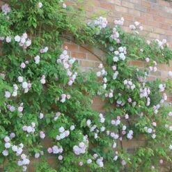 Rosa 'Paul's Himalayan Musk' -Cheap Tree Sprigs Store pl2000005398 card5 lg