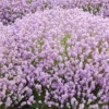 Lavandula Angustifolia 'Rosea' 1 Lavandula Angustifolia 'Rosea' -Cheap Tree Sprigs Store pl2000010511