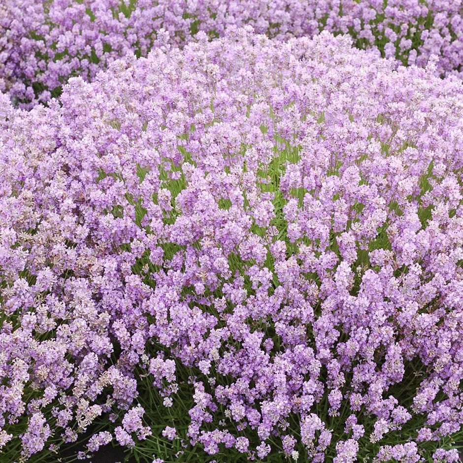 Lavandula Angustifolia 'Rosea' 3 Lavandula Angustifolia 'Rosea'