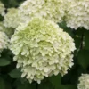 Hydrangea Paniculata 'Limelight' (PBR) 2 Hydrangea Paniculata 'Limelight' (PBR) -Cheap Tree Sprigs Store pl2000011169