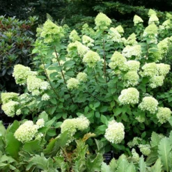 Hydrangea Paniculata 'Limelight' (PBR) -Cheap Tree Sprigs Store pl2000011169 card2 lg