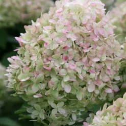 Hydrangea Paniculata 'Limelight' (PBR) -Cheap Tree Sprigs Store pl2000011169 card3 lg
