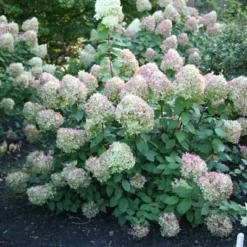 Hydrangea Paniculata 'Limelight' (PBR) -Cheap Tree Sprigs Store pl2000011169 card4 lg