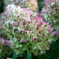 Hydrangea Paniculata 'Limelight' (PBR) -Cheap Tree Sprigs Store pl2000011169 card5 lg