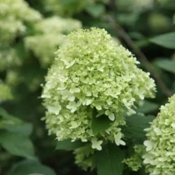 Hydrangea Paniculata 'Limelight' (PBR) -Cheap Tree Sprigs Store pl2000011169 card6 lg