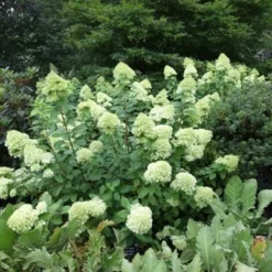 Hydrangea Paniculata 'Limelight' (PBR) -Cheap Tree Sprigs Store pl2000011169 card7 lg