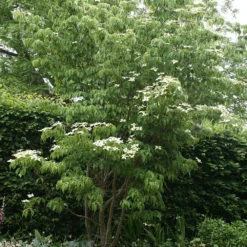 Cornus Florida 7 Cornus Florida -Cheap Tree Sprigs Store pl2000012904 card3 lg
